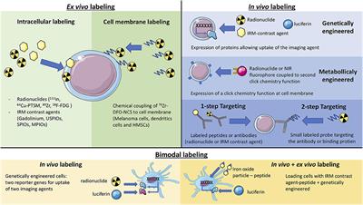 Cell Tracking in Cancer Immunotherapy